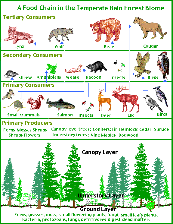 forest food chain